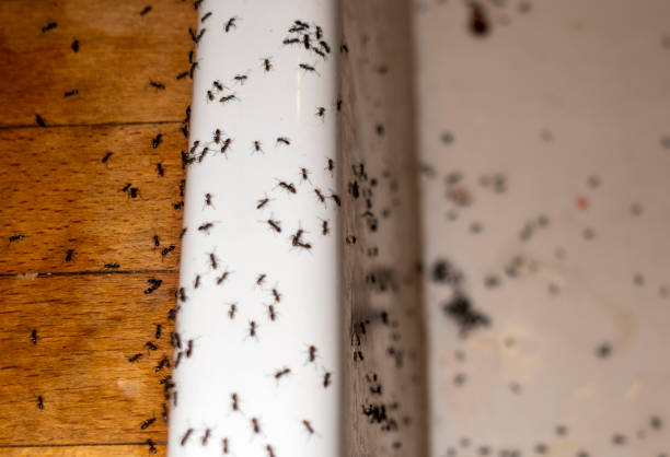 Pest Control for Restaurants in Brentwood, PA